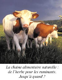vaches-